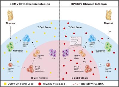 Differentiation and Function of Follicular CD8 T Cells During Human Immunodeficiency Virus Infection